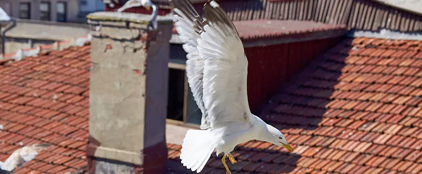 Residential Chimney Animal Removal Solution in Fountain Valley, CA
