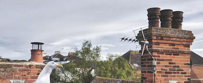 Chimney Cleaning And Restoration in Fountain Valley, California
